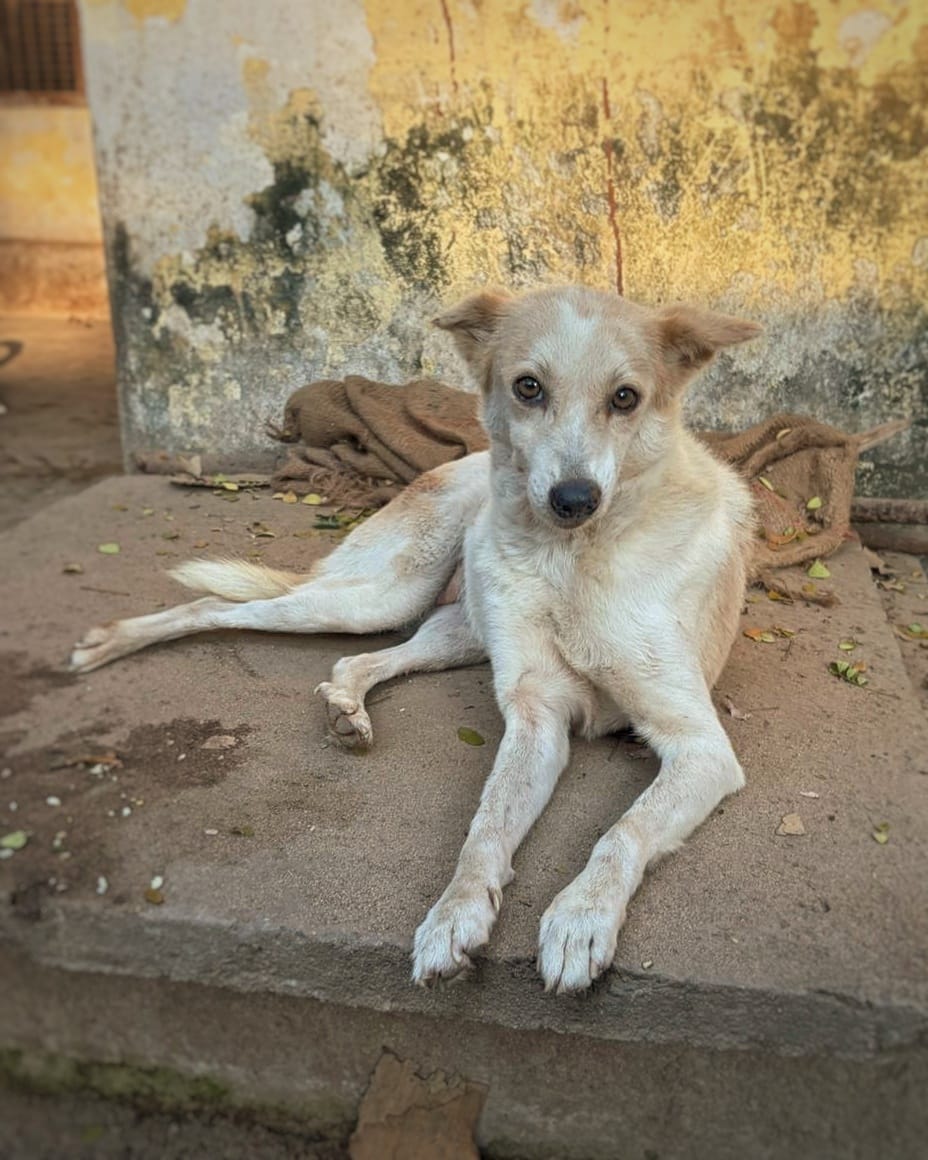 Frida, a shelter dog residing at BMAD, Chennai. Frida is a white and light brown Indie dog (Indian mongrel).